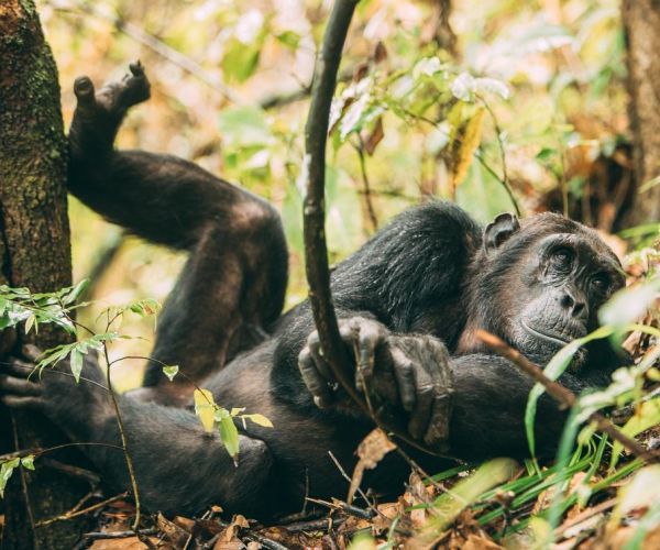 Track the chimps at Greystoke Mahale