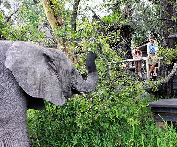 Couple watching elephant up close